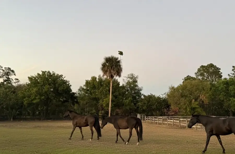 Horses turned out together in a paddock at dusk